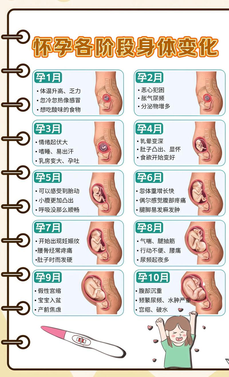揭秘供卵代孕妈妈怀孕小腹分两节，孕期变化的奥秘福建代生机构: